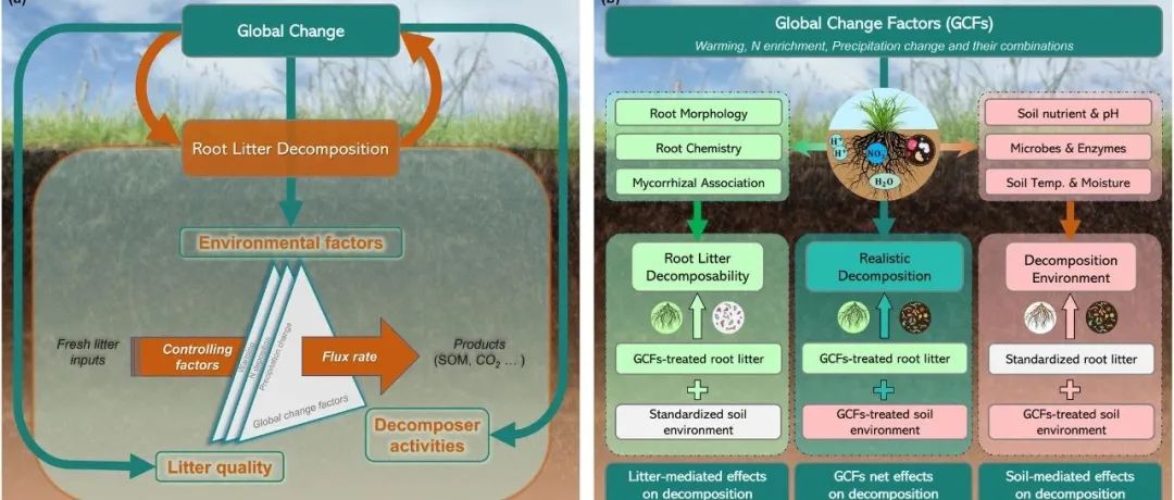 根系凋落物分解丨GLOBAL CHANGE BIOL：解决多种全球变化驱动因素对根系凋落物分解的复杂影响