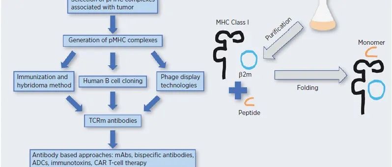 Mol Cancer Ther| TCRm抗体与癌症免疫治疗