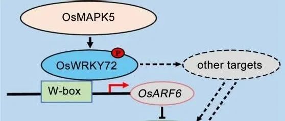 JIPB | 闽江学院联合福建省农业科学院揭示OsMAPK5-OsWRKY72模块调控水稻粒长和粒重的分子机制