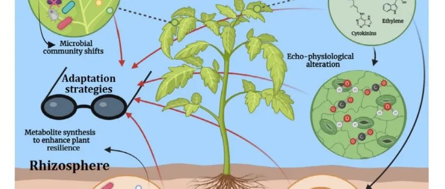 【文献解读】意大利农业研究与经济委员会Chitarra团队发表利用微生物作为“防晒霜”抵御植物光损伤的观点文章