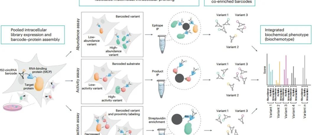 Nat. Methods | 通过LABEL-seq对蛋白质丰度、活性、相互作用和成药性进行多重分析
