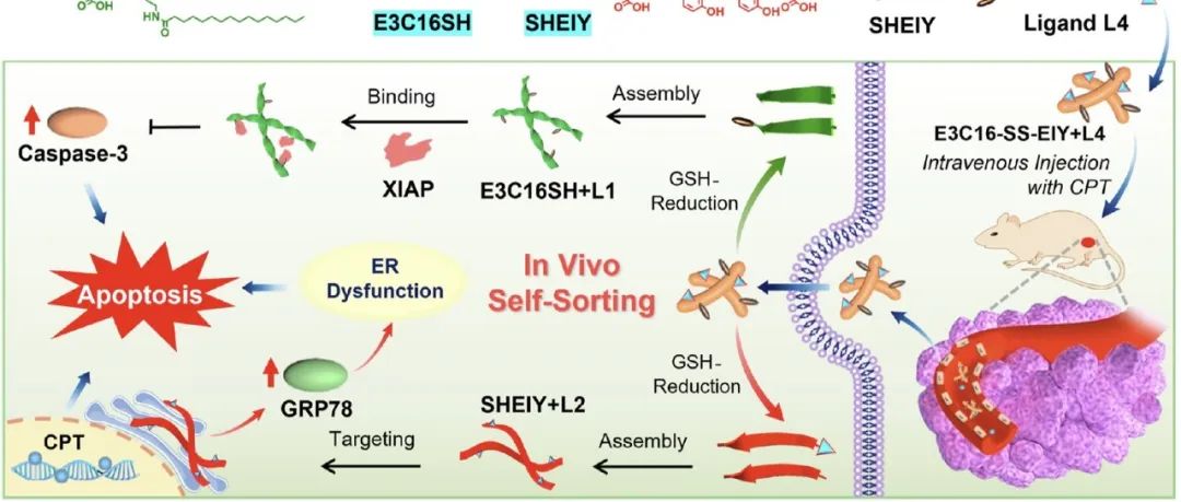 JACS：分子自组装成纳米材料实现肿瘤治疗