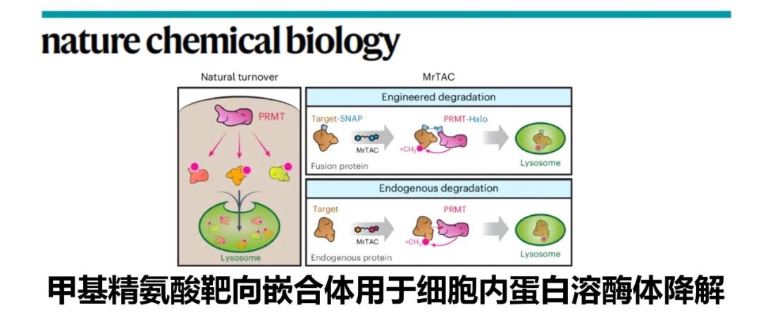 Nat. Chem. Biol.|甲基精氨酸靶向嵌合体用于细胞内蛋白溶酶体降解