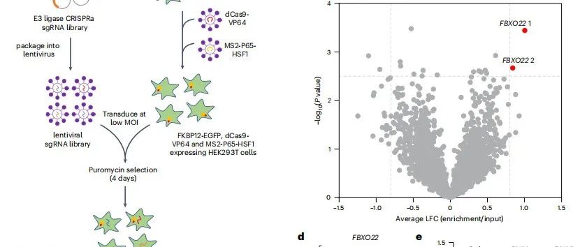 文献分享 | Nature Chemical Biology| 利用CRISPR激活筛选鉴定FBXO22可降解靶蛋白