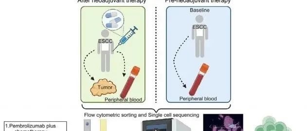 Cancer Cell | 天津医科大学肿瘤医院姜宏景教授团队揭示新辅助帕博利珠单抗联合化疗治疗可切除食管鳞状细胞癌新策略