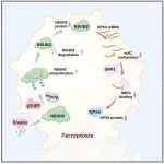 Cell Rep | 北京师范大学张俊杰和张笑天团队在RNA m5C修饰参与细胞铁死亡调控的机制方面取得进展