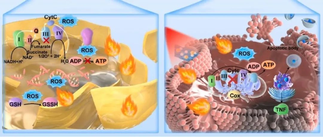 【Biomaterials】外泌体修饰的生物异质结减少了热量和ROS传递距离，促进了抗菌和肿瘤治疗