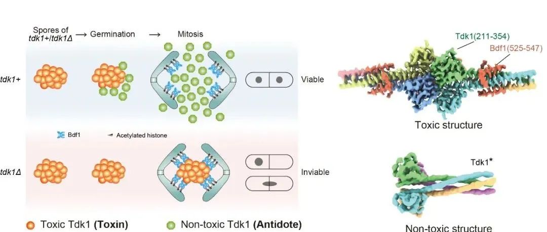 【科技前沿】PNAS｜叶克穷研究组与合作者发现蛋白质通过双重结构行使毒药和解药功能