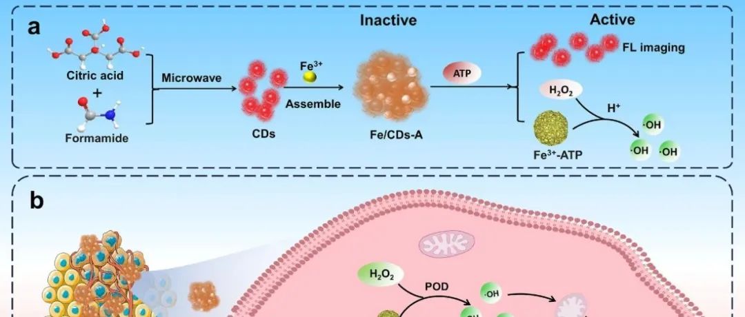 【Chem. Eng. J.】ATP活化的Fe(III)/碳点组装体用于原位生成纳米酶和监测肿瘤细胞铁死亡