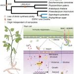 南京农业大学最新PNAS！破解疫霉菌感知利用寄主机制挖掘新药标