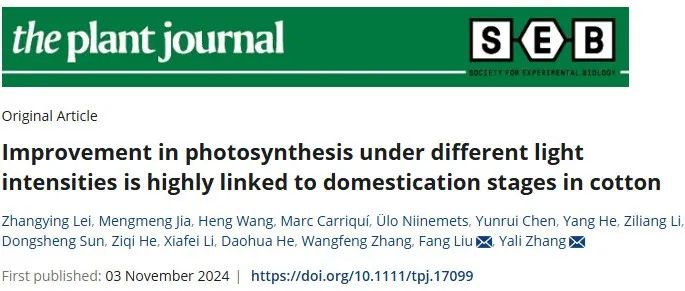 The Plant Journal|石河子大学联合西北农林科技大学及中棉所揭示棉花驯化过程中叶片光合作用优化新过程