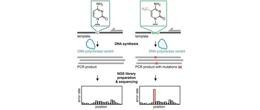 文献分享 | Angew. Chem. Int. Ed.: DNA聚合酶变体通过增加错误掺入来感知表观遗传标记5 -甲基胞嘧啶