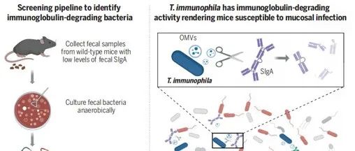 Science | 宿主共生肠道菌通过降解IgA影响黏膜免疫