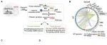 Nature Communications | 胡家志课题组揭示线粒体DNA片段可广泛整合入核基因组