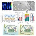 南京农业大学青年研究员一作在Nature子刊发表研究成果！揭示蒸腾流调控水稻籽粒钙积累新机制