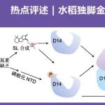 姚瑞枫教授、谢道昕院士评述 | 水稻独脚金内酯信号感知的激活和终止