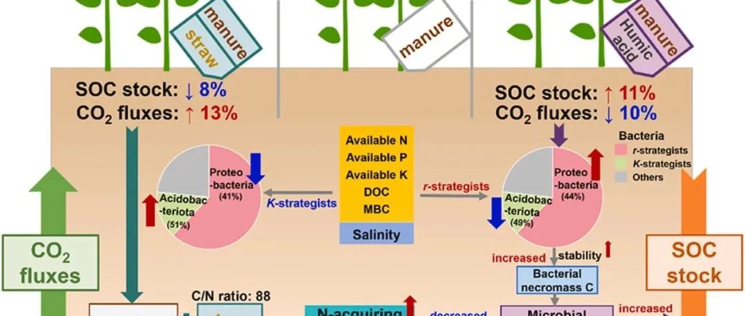 盐碱地有机碳固存丨J ENVIRON MANAGE：细菌残体是盐碱地有机质的主要来源