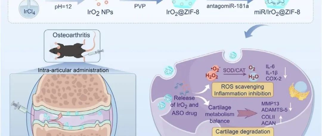 Aggregate | 金属有机框架负载IrO&#8322;纳米酶与反义寡核苷酸用于骨关节炎的协同治疗