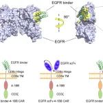 西湖大学团队开发基于从头蛋白质设计技术的CAR-T疗法，可用于治疗胶质母细胞瘤