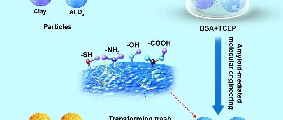 陕西师范大学杨鹏教授团队：淀粉样蛋白介导的分子工程策略将废物颗粒转化为高价值吸附材料