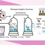 中国农业大学许文涛教授ACS catalysis：功能核酸酶——基于核酸的催化工厂