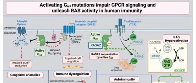 Science | G蛋白的种族突变破坏免疫系统，抑制细胞迁移，增强TCR反应