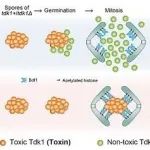 PNAS | 生物物理所叶克穷研究组与合作者发现蛋白质通过双重结构行使毒药和解药功能