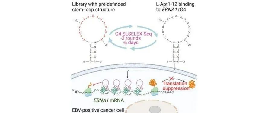 文献分享| Angew. Chem. Int. Ed.: 预定义的茎环结构文库，用于发现靶向G-四链体的L-RNA适配体