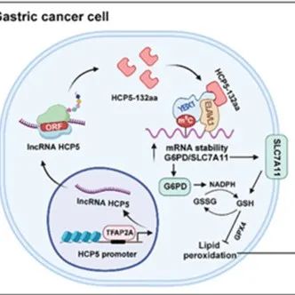 Adv Sci | 南京医科大学刘向华/孙明团队揭示lncRNA编码微蛋白HCP5-132aa促进胃癌进展