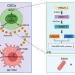 Theranostics  | 齐鲁医院李刚教授团队揭示肿瘤干细胞和肿瘤相关巨噬细胞互作促进胶质母细胞瘤恶性进展新机制