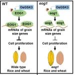 文献解读｜中国科学院遗传与发育生物学研究所李云海等团队合作发现了水稻和小麦种子大小和重量调控的新机制