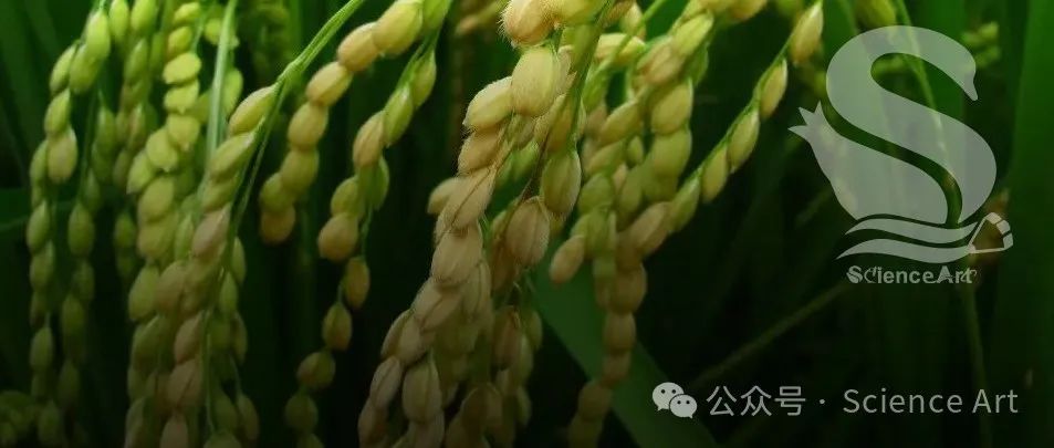 Cell | 中科院遗传与发育所王冰团队发现植物激素独脚金内酯信号感知机制及其在氮素响应中的关键作用