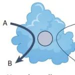 研究前沿：人工金属酶-生物催化  | Nature Reviews Methods Primers