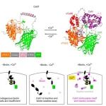 文献分享 | Nature Methods | 体内活细胞活性历史的快速生化标记