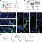 Adv Sci丨四川大学周陈晨/袁泉合作研究确定Shh应用可以成为活牙髓保存和牙髓损伤修复的候选方法