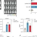 CMI丨空军军医大学团队研究细胞外基质特异性降解增强实体瘤中CAR-T细胞的抗肿瘤活性