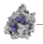 JCIM｜北京大学来鲁华课题组：使用DiffPepBuilder进行多肽配体的从头设计