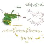 湖南师范大学刘贤响课题组在绿色化学研究领域取得新进展