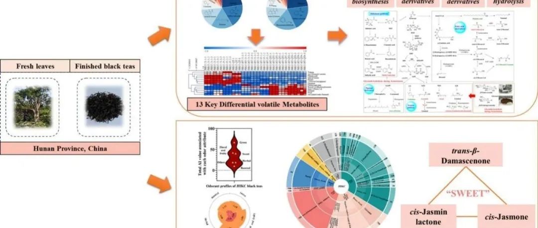 中国农科院茶叶所+湖南农科院茶叶所：江华苦茶种质资源加工红茶的挥发性代谢产物和关键气味物质的解析