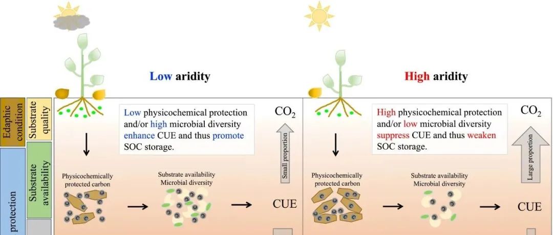 土壤碳利用效率丨GLOBAL CHANGE BIOL：干旱驱动的微生物碳利用效率变化及其与土壤碳储存的关系