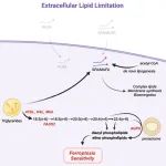 Cell Chem. Biol. | 细胞外脂质可用率影响癌细胞的铁死亡敏感性