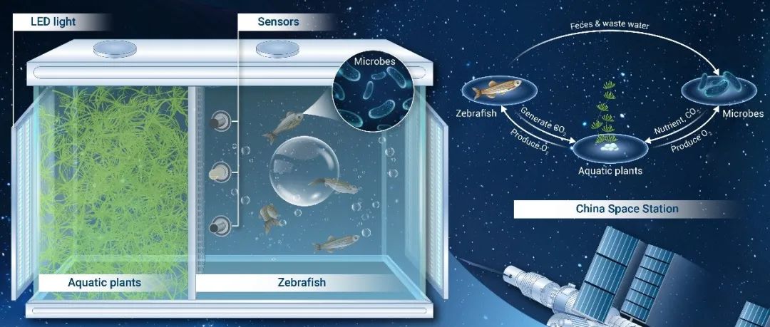 The Innovation  |  中国空间站上的斑马鱼在长期封闭环境中存活了43天