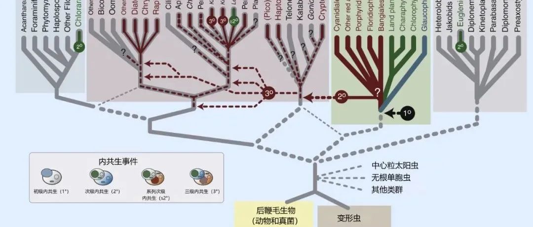 靠晒太阳活下去的终极生存指南：质体内共生开启“无限续航”！