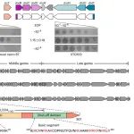 Nature子刊 | 深圳大学陈实团队最新研究表明，广泛存在的噬菌体编码激酶能够逃避多种宿主抗菌体防御系统