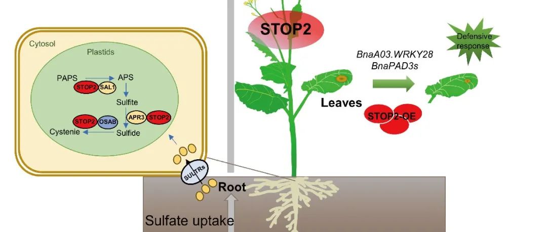 JIPB | 华中农大油菜团队杨光圣课题组揭示STOP2调控硫代谢和菌核病抗性的新机制