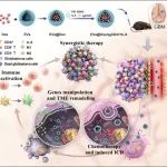 CEJ: 基于细胞外囊泡的基因编辑联合化疗药物系统用于胶质母细胞瘤的有效免疫治疗
