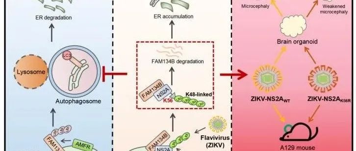 Nat Commun | 湖北大学陈明周教授团队揭示寨卡病毒感染调控内质网自噬的分子机制