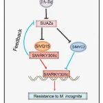 北京农学院联合首都师范大学在植物科学一区Top期刊发表研究成果！