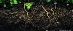 继今年发表Nature Genetics后，浙江大学研究团队又在Nature子刊取得突破，合作解锁植物“无土”生存策略的黑匣子