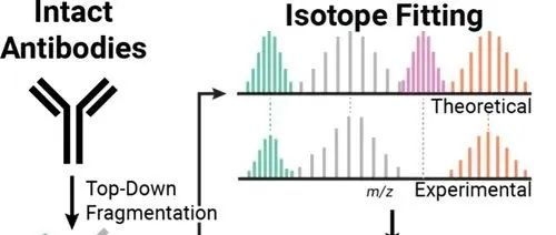 J.AM.Soc.Mass.Spec.|靶向肽段匹配用于提升Top-Down序列覆盖